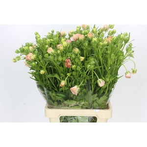 Ranunculus Magical Mascarpone