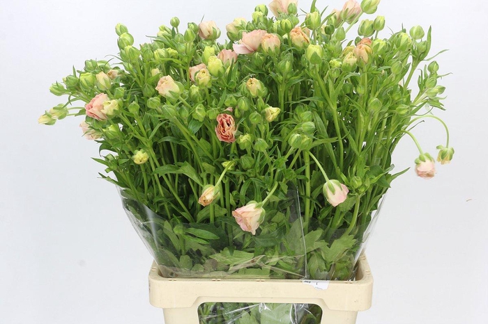 <h4>Ranunculus Magical Mascarpone</h4>