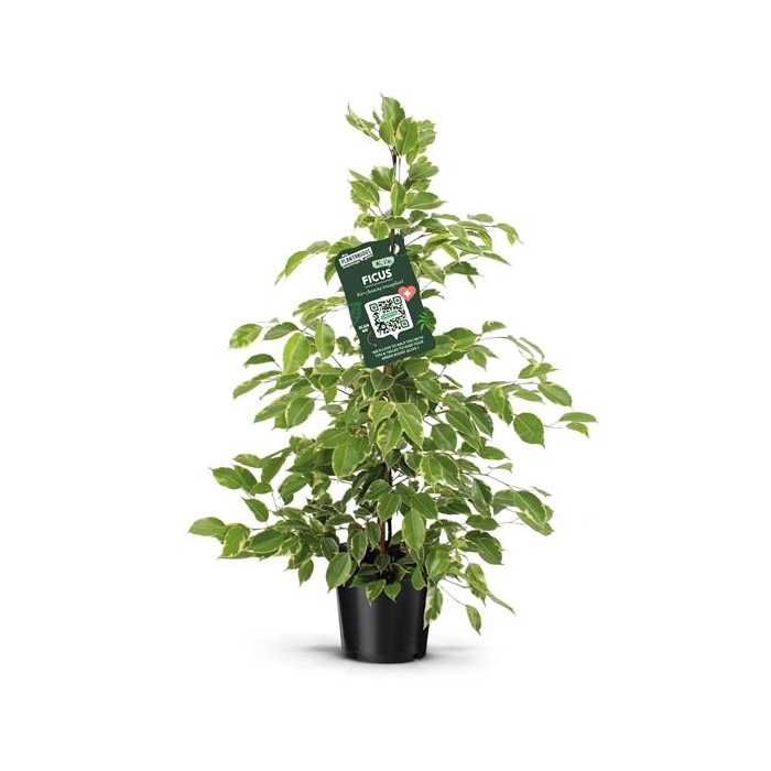 <h4>Ficus benjamina goldenKing</h4>
