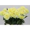 Dahlia Hilda Special