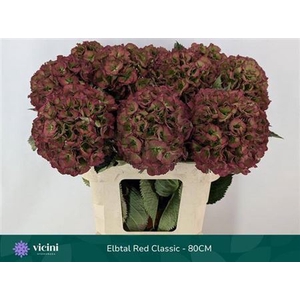 Hydr M Elbtal Red Cl