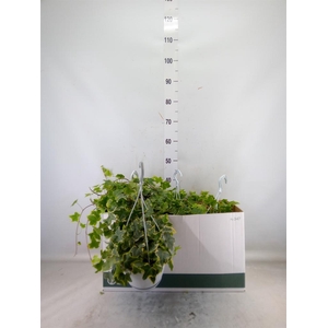 Hedera helix 'Goldchild'