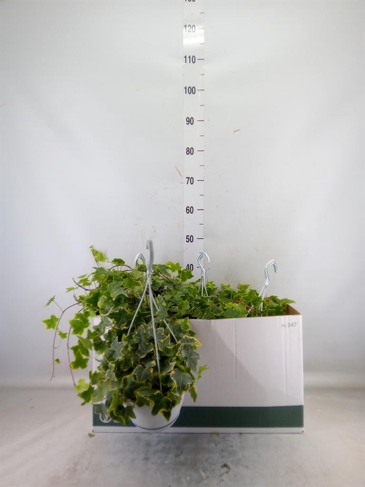 <h4>Hedera helix 'Goldchild'</h4>