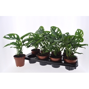 MONSTERA ADANSONII