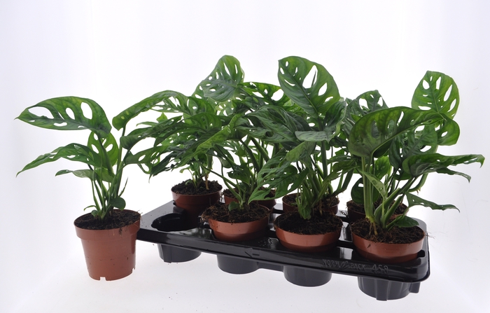<h4>MONSTERA ADANSONII</h4>