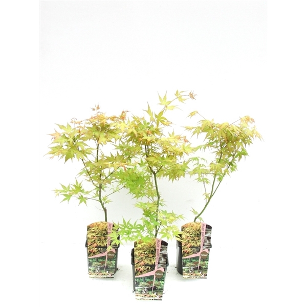 <h4>Acer palmatum 'Katsura' P19</h4>