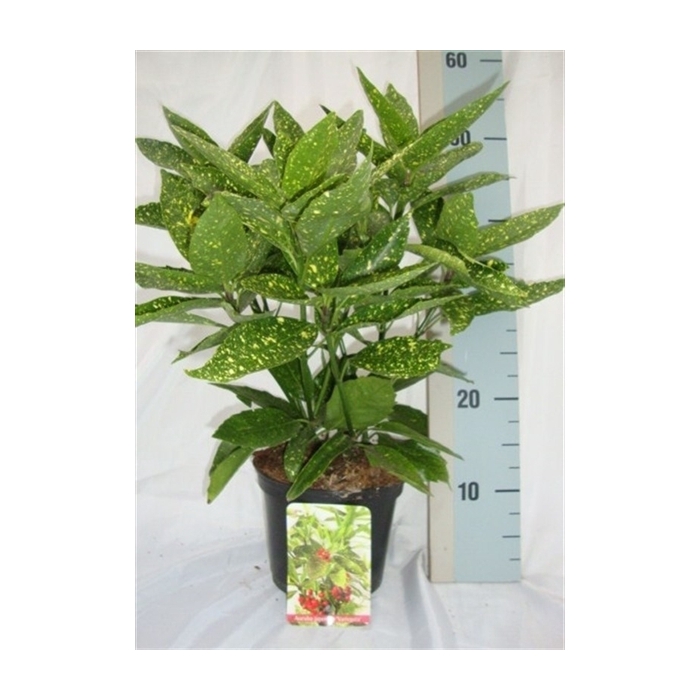 <h4>Aucuba japonica 'Variegata'</h4>