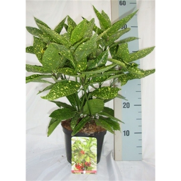 <h4>Aucuba japonica 'Variegata'</h4>