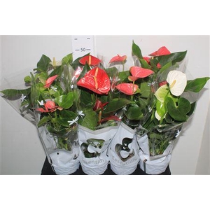 Anthu An Gem 4 Kl 4+