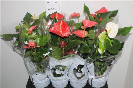 <h4>Anthu An Gem 4 Kl 4+</h4>