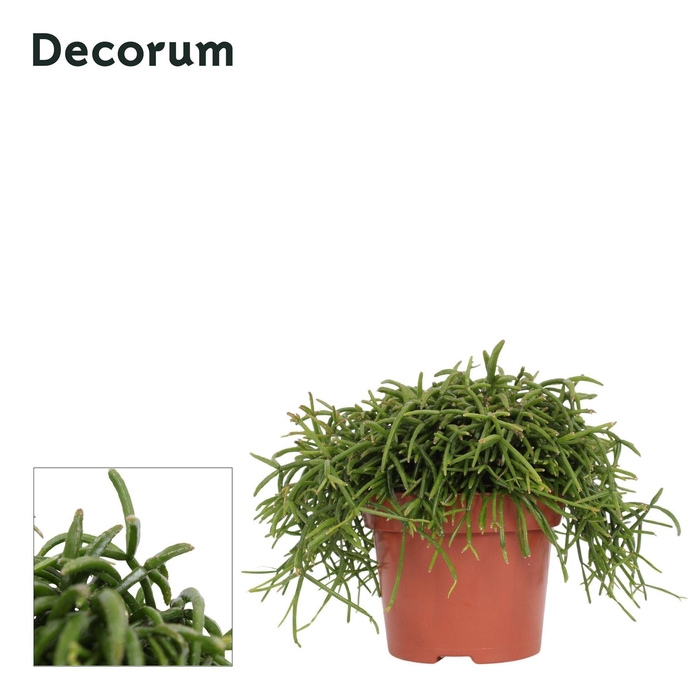 <h4>Rhipsalis baccifera Oasis</h4>