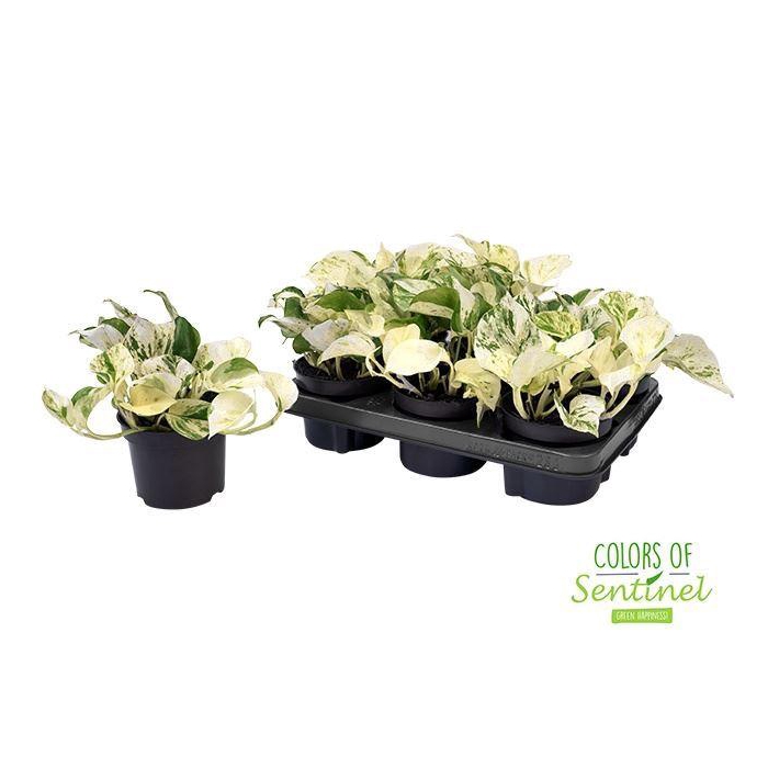 <h4>Epipremnum pinn. 'Happy Leaf'</h4>