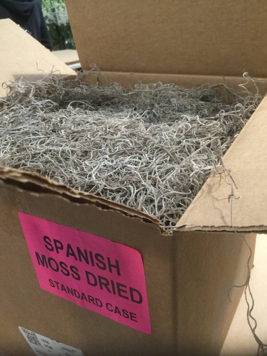 TILLANDSIA FIJN