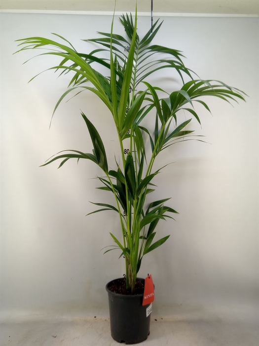 <h4>Howea forsteriana</h4>