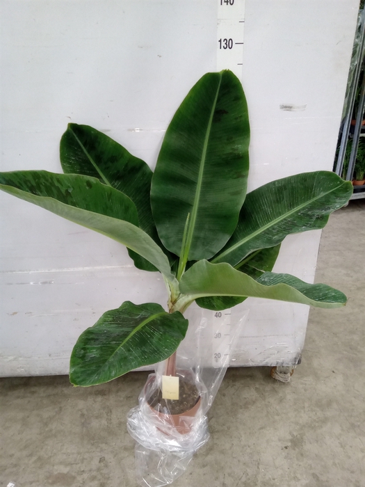 <h4>Musa  'Dwarf Cavendish'</h4>