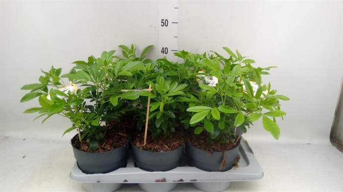 <h4>Choisya ternata</h4>