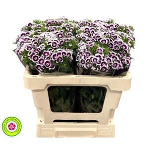 Dianthus Br Am King Violet