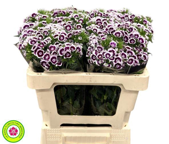 <h4>Dianthus Br Am King Violet</h4>