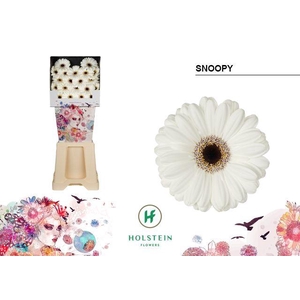 Germini Snoopy Diamond