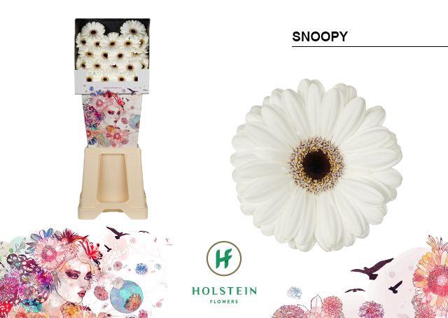 <h4>Ge Mi Snoopy</h4>