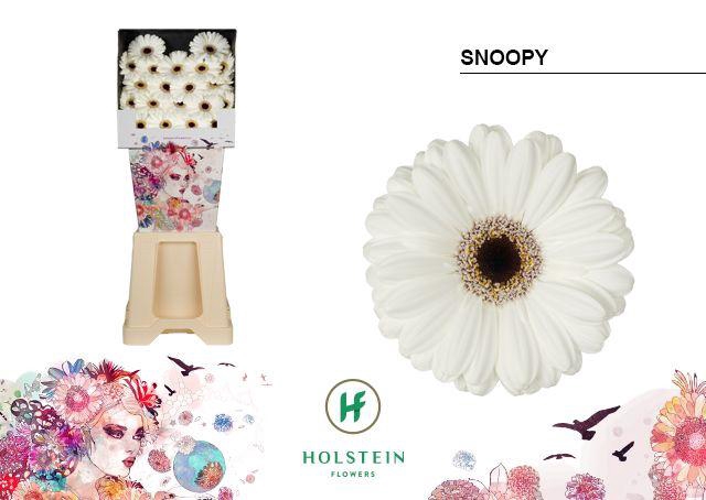 <h4>Ge Mi Snoopy</h4>