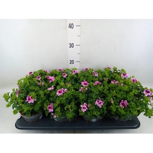 Pelargonium gran.   ..