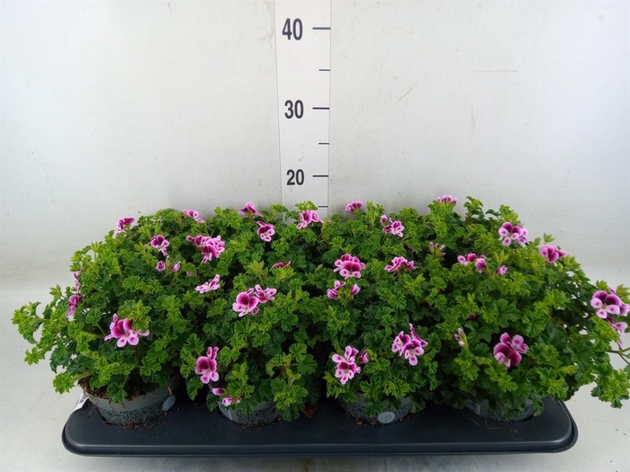 <h4>Pelargonium gran.   ..</h4>