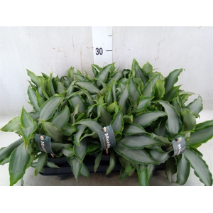 Murdannia loriformis 'Bright Star'