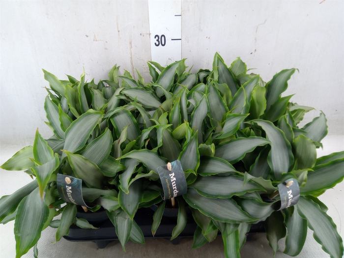 <h4>Murdannia loriformis 'Bright Star'</h4>