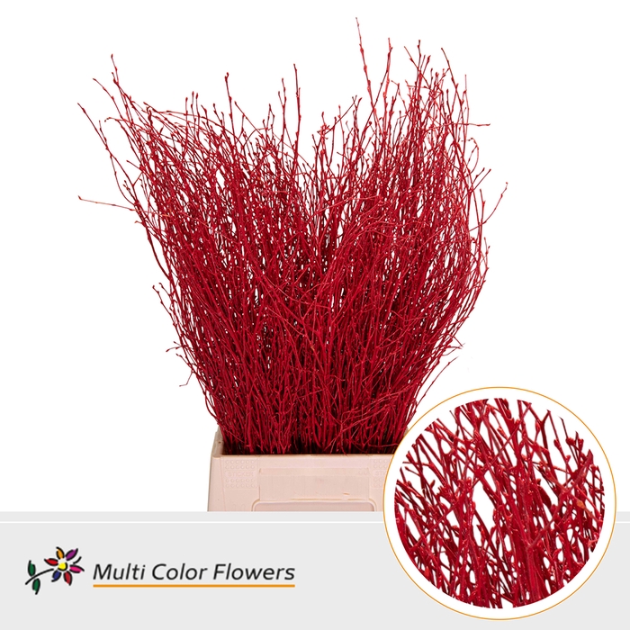 <h4>BETULA RED</h4>