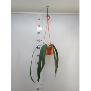 Anthurium   ...