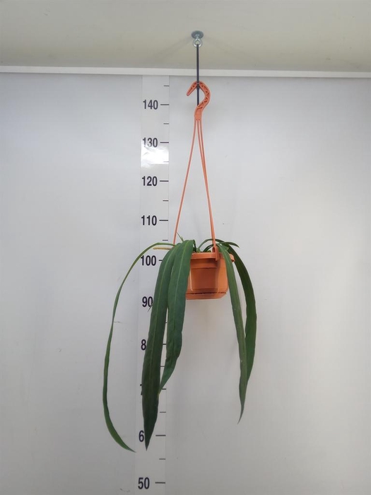 <h4>Anthurium   ...</h4>