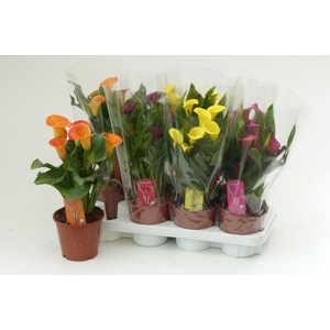 !! PROMO !! ZANT MIX P14