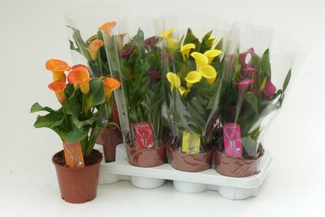 <h4>ZANT GEM 4 KL</h4>