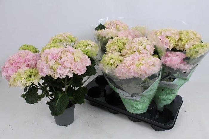 <h4>HYDR M HI RIVER</h4>