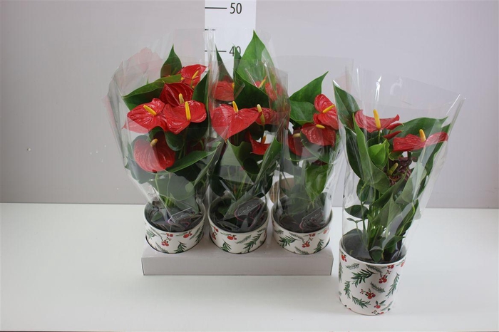 <h4>Anth An Rood Keramiek Noel</h4>