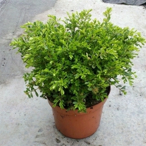 Buxus microphylla 'Rococo'