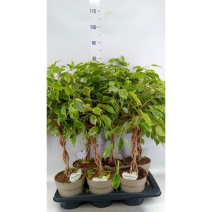 Ficus benja. 'Golden King'