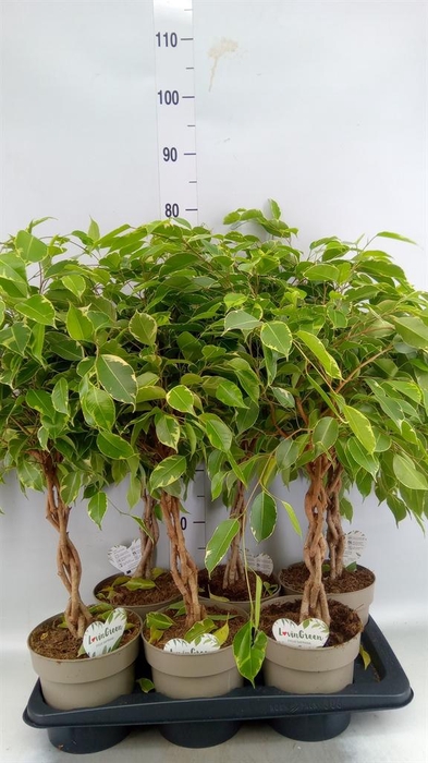 <h4>Ficus benja. 'Golden King'</h4>