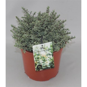 Hebe pinguifolia 'Pagei' C5