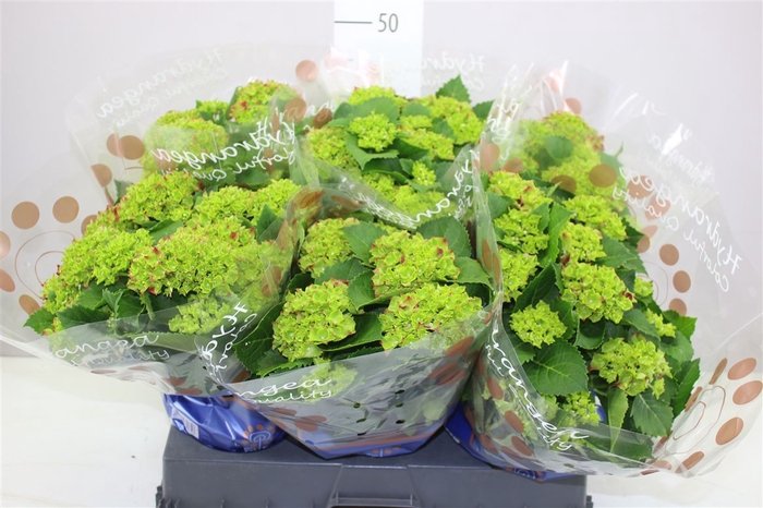<h4>Hydrangea Hi Fire Red 9-10</h4>