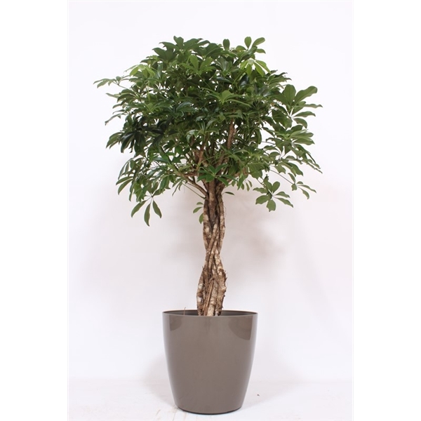 <h4>Schefflera arboricola Compacta in San Remo "taupe"</h4>