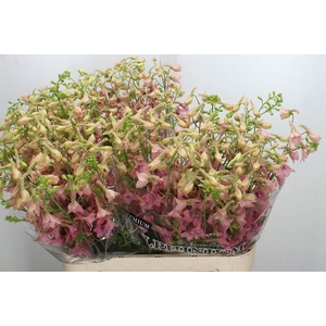 Delphinium EN ruysii 'Pink Sensati'