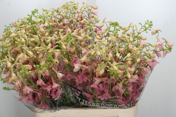 <h4>Delphinium EN ruysii 'Pink Sensati'</h4>