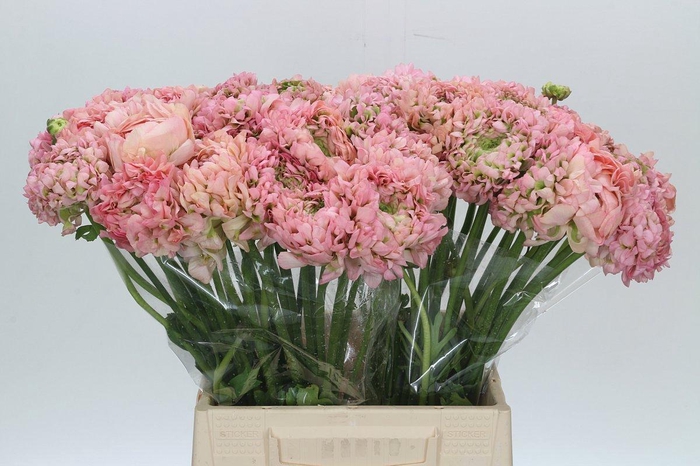 <h4>Ranunculus Pon Pon Hermione</h4>