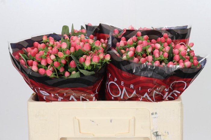 <h4>Hypericum Sweet Romance</h4>