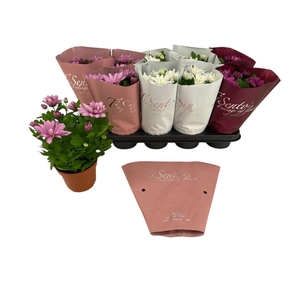 CHRYS GR BM SOSI GEM