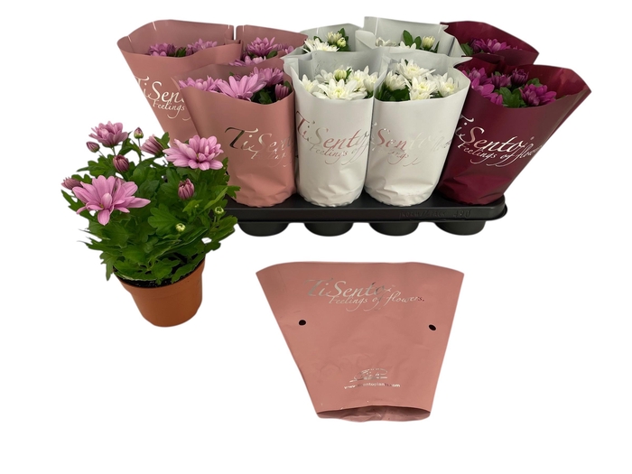 <h4>CHRYS GR BM SOSI GEM</h4>