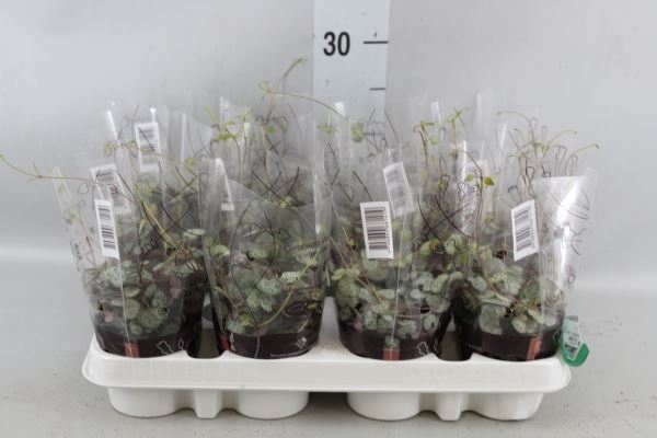 <h4>Ceropegia woodii ssp. woodii</h4>