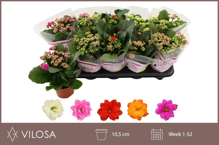 <h4>KAL GE GEM 5 KL</h4>